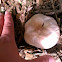 Meadow Agaricus