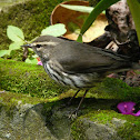 Northern Waterthrush