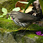 Northern Waterthrush