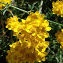 Golden Yarrow