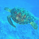Atlantic Green Sea Turtle