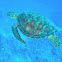 Atlantic Green Sea Turtle