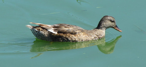 Spotting Image 1