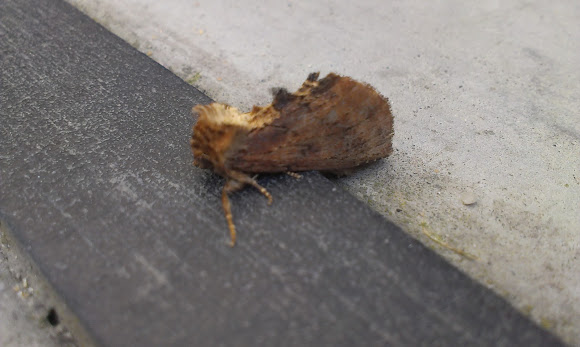Spotting Image 1