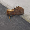 Coxcomb Prominent