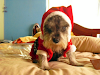 Schnauzer Navideno Juguetones Y Bonitos