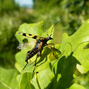 Black & Yellow Longhorn
