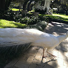 White Peacock