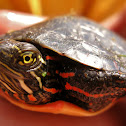 Midland Painted Turtle