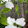 Native Species of Long Island