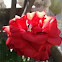 Pink Rose