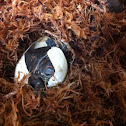 Eastern painted turtle