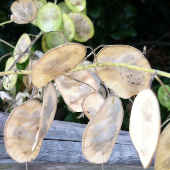Spotting Image 1