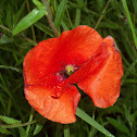 Poppy Papaver rhoeas?