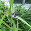 Spiderwort