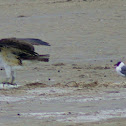 Osprey