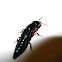 Rove Beetle