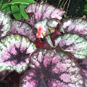 Begonia