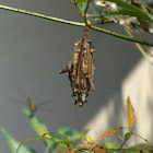 Evergreen Bagworm
