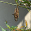 Evergreen Bagworm