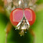Tachinid fly