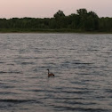 Canadian goose