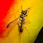 Wasp