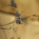Orb Weaver