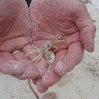 Sand Crab