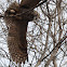 Great Horned Owl