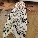 Giant Leopard moth