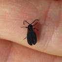 Net-winged Beetle