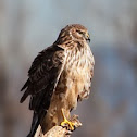 Northern Harrier