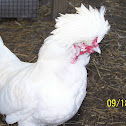 Polish Bantam