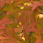 Japanese Maple
