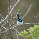 Superb fairy-wren