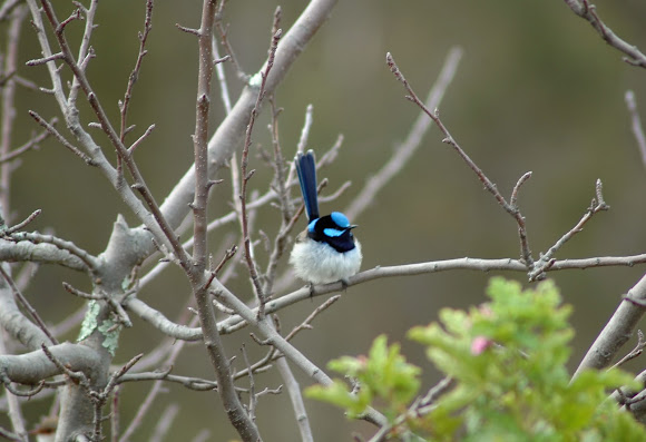 Spotting Image 1