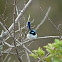 Superb fairy-wren