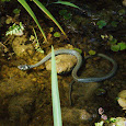 Reptiles and Amphibians of Central Europe