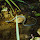 Reptiles and Amphibians of Central Europe