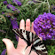 Zebra Swallowtail