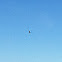 Turkey vulture