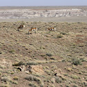 Pronghorn