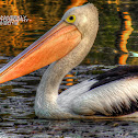 Australian Pelican