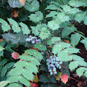 Oregon grape