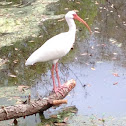 American white ibis