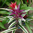Guzmania bromeliad "variegated"