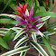 Guzmania bromeliad "variegated"