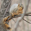 eastern fox squirrel