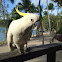 Sulphur-crested cockatoo